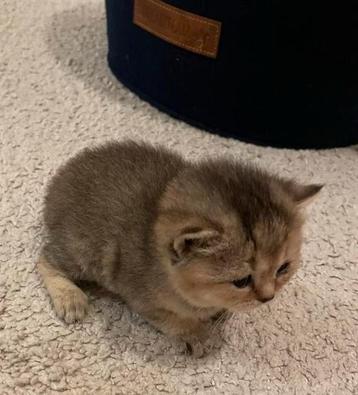Britse korthaar kittens golden shaded poesje 1 over beschikbaar voor biedingen