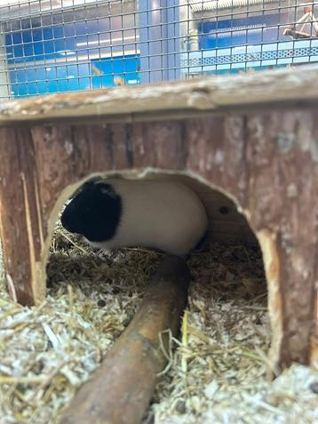 Gladhaar cavia zeug beschikbaar voor biedingen