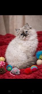 Lief poesje, Poes, Gechipt