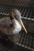 Opgezette fuut taxidermie, Ophalen, Gebruikt, Opgezet dier