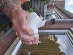 Figurita, Dieren en Toebehoren, Vogels | Duiven, Mannelijk, Overige soorten
