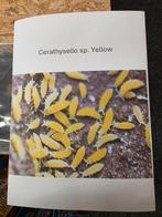 Gele springstaartjes, Dieren en Toebehoren