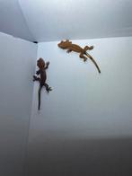 Gekko hazel en amber, Amfibie, Tam, 0 tot 2 jaar