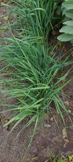 Preiplanten - 10 stuks, Ophalen, Bloeit niet, Halfschaduw, Groenteplanten