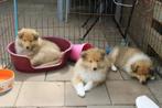 Schotse Collie pups, Dieren en Toebehoren, Honden | Herdershonden en Veedrijvers, 8 tot 15 weken, Collie, CDV (hondenziekte), Meerdere