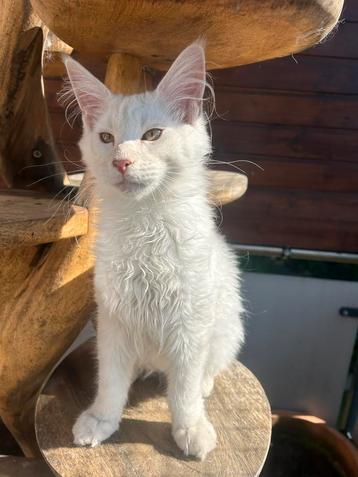 Maine Coon Kittens beschikbaar voor biedingen