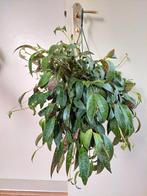 Aeschynanthus Marmoratus - Lipstickplant / Hangplant, Ophalen, Overige soorten, Halfschaduw, Minder dan 100 cm