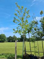 Mega grote moeraseik!! Quercus palustris moers eik eikenboom, Halfschaduw, Ophalen of Verzenden, Zomer, 400 cm of meer