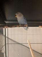 Jonge Agapornis Roseicollis 12 weken oud, Dieren en Toebehoren, Vogels | Parkieten en Papegaaien, Geslacht onbekend, Dwergpapegaai of Agapornis