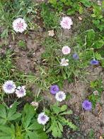 Korenbloem mix, Ophalen of Verzenden, Voorjaar, Volle zon, Zaad