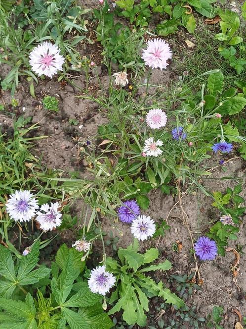 Korenbloem mix, Tuin en Terras, Bloembollen en Zaden, Zaad, Voorjaar, Volle zon, Ophalen of Verzenden