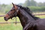 3 jarige Vitalis merrie uit top dressuur stam., Merrie, Gechipt, Dressuurpaard, 3 tot 6 jaar