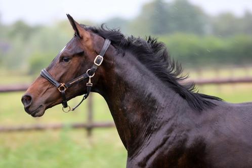 3 jarige Vitalis merrie uit top dressuur stam., Dieren en Toebehoren, Paarden, Merrie, Onbeleerd, 160 tot 165 cm, 3 tot 6 jaar