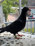 Jonge Zwarte Postduif, Dieren en Toebehoren, Vogels | Duiven, Postduif