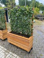 Plantenbakken op maat met kant en klaar hedera er in, 100 cm of meer, Nieuw, 60 cm of meer, Rechthoekig