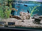 Melanochromis Auratus Malawi Cichliden, Dieren en Toebehoren, Vissen | Aquariumvissen, Vis, Zoetwatervis