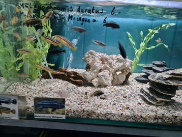 Melanochromis Auratus Malawi Cichliden beschikbaar voor biedingen