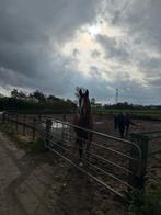 Stalling aangeboden, Stalling, 4 paarden of pony's of meer