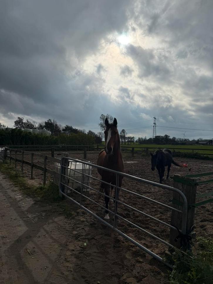 Stalling aangeboden, Dieren en Toebehoren, Stalling en Weidegang, Stalling, 4 paarden of pony's of meer