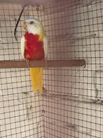 Splendid man, Dieren en Toebehoren, Vogels | Parkieten en Papegaaien, Mannelijk, Parkiet