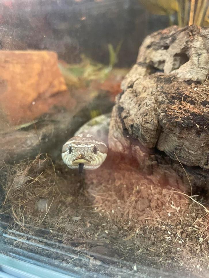 Westelijke haakneusslang