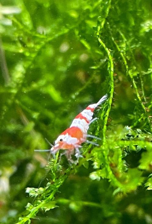 Crystal Red garnalen gradatie A (3 witte banden), Dieren en Toebehoren, Vissen | Aquariumvissen, Kreeft, Krab of Garnaal