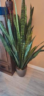 Sanseveria 120cm 2x, Ophalen, 100 tot 150 cm, Overige soorten, In pot