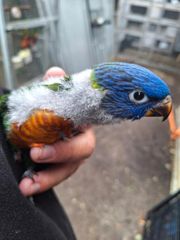 Jonge lories van de blauwe bergen, Dieren en Toebehoren, Vogels | Parkieten en Papegaaien, Papegaai, Meerdere dieren, Tam