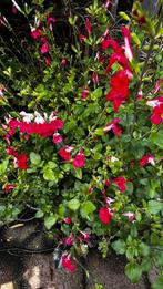 Salvia Hotlips, Ophalen, Zomer, Overige soorten, Halfschaduw
