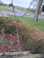 Walnootboom  walnotenboom, Tuin en Terras, Planten | Bomen, Overige soorten, Lente, 100 tot 250 cm, Ophalen