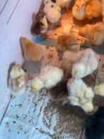 Hen kuikens en geënt Paas kuikens, Meerdere dieren, Kip