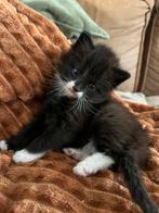 Super lieve snoezige kittens, Dieren en Toebehoren, Katten en Kittens | Overige Katten