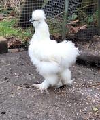 wit zijdehoen, Dieren en Toebehoren, Pluimvee, Mannelijk, Kip