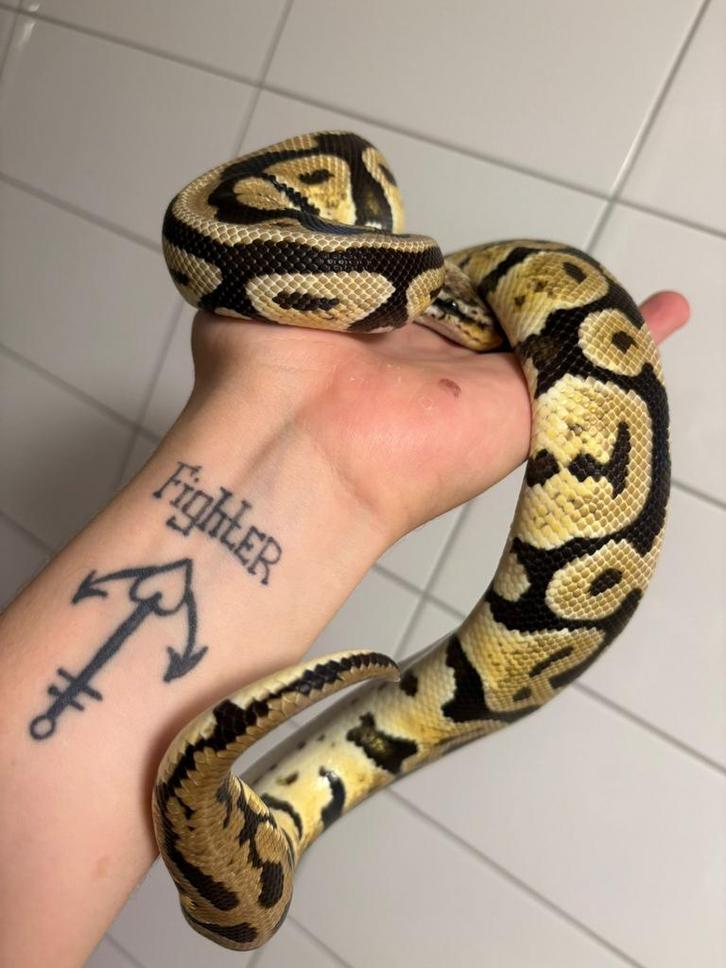 Pastel spotnose het clown 0.1