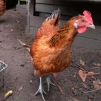 Toom bruine legkippen, Dieren en Toebehoren, Pluimvee, Meerdere dieren, Kip