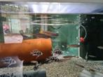 Cyprichromis Leptosoma Utinta Tanganyika haring cichliden, Dieren en Toebehoren, Vis, Zoetwatervis, Schoolvis