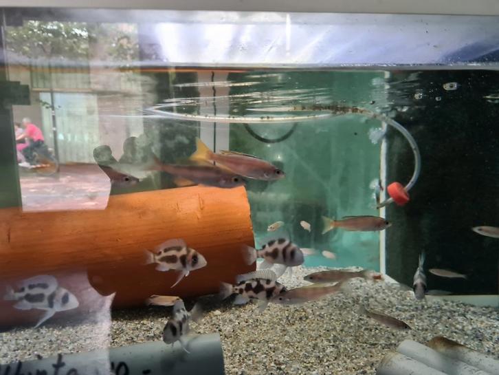 Cyprichromis Leptosoma Utinta Tanganyika haring cichliden, Dieren en Toebehoren, Vissen | Aquariumvissen, Zoetwatervis, Vis, Schoolvis