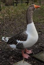 TWENTSE LANDGANZEN TE KOOP, Meerdere dieren, Kip