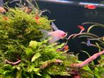 Witte tetra sluierstaart 6 stuks, Vis