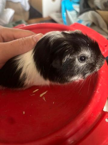 Baby cavia beertje beschikbaar voor biedingen