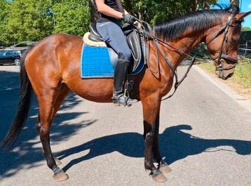 Superbrave 9 jr allrounder 1,58 mtr(recreatie-manege-sport) beschikbaar voor biedingen