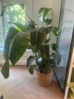 Strelitzia nicolai, Huis en Inrichting, Kamerplanten, Ophalen of Verzenden, Overige soorten