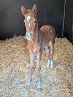 Kwpn veulen, Dieren en Toebehoren, April, Vrouwelijk