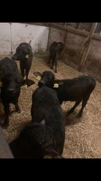 Waterbuffel 3-4 maand oud, Dieren en Toebehoren, Ophalen, Zo goed als nieuw