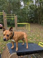 American Stafford, Dieren en Toebehoren, Honden | Jack Russells en Terriërs, American Staffordshire Terriër, Teef, CDV (hondenziekte)