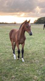 Chique Gelders merrieveulen, Dieren en Toebehoren, Paarden, Merrie, Springpaard, 0 tot 2 jaar
