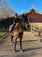 Super brave allround Welsh D pony!, Minder dan 160 cm, Gechipt, Ruin, L