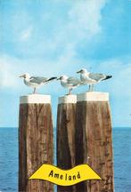 Ameland. meerpaal met meeuwen, Ophalen of Verzenden, 1960 tot 1980, Gelopen, Waddeneilanden