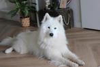 Samojeed dekreu, Dieren en Toebehoren, Reu, 1 tot 2 jaar, Eén hond, Nederland