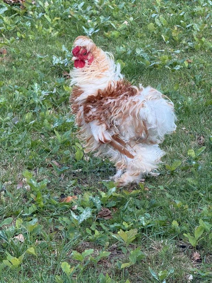 Prachtig eigenzinnig krulhaantje, Dieren en Toebehoren, Pluimvee, Kip, Mannelijk
